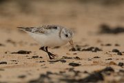David Plant Photography - Wildlife Photography - Sanderling - C