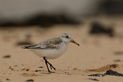 David Plant Photography - Wildlife Photography - Sanderling - D