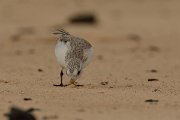 David Plant Photography - Wildlife Photography - Sanderling - E