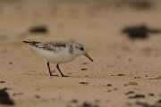 David Plant Photography - Wildlife Photography - Sanderling - F