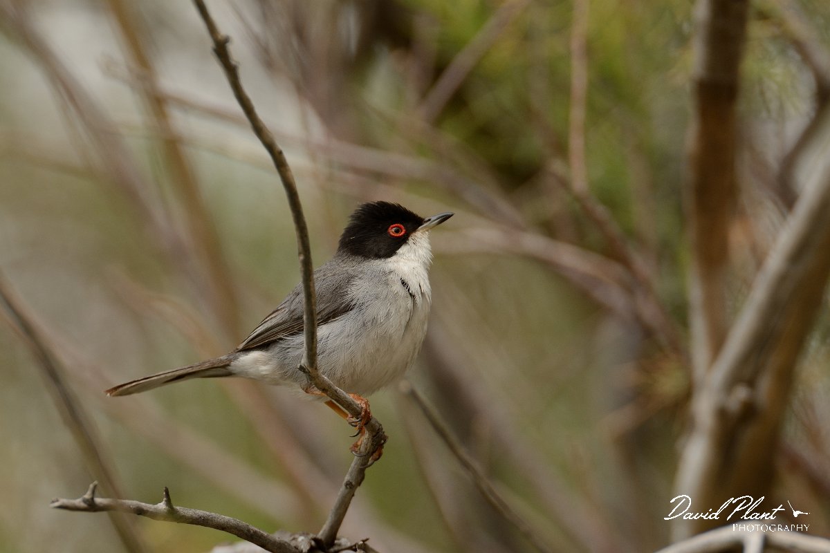 David Plant Photography - Wildlife Photography - Sardinian warbler - A.jpg - Sardinian warbler - Barranco de las Penitas