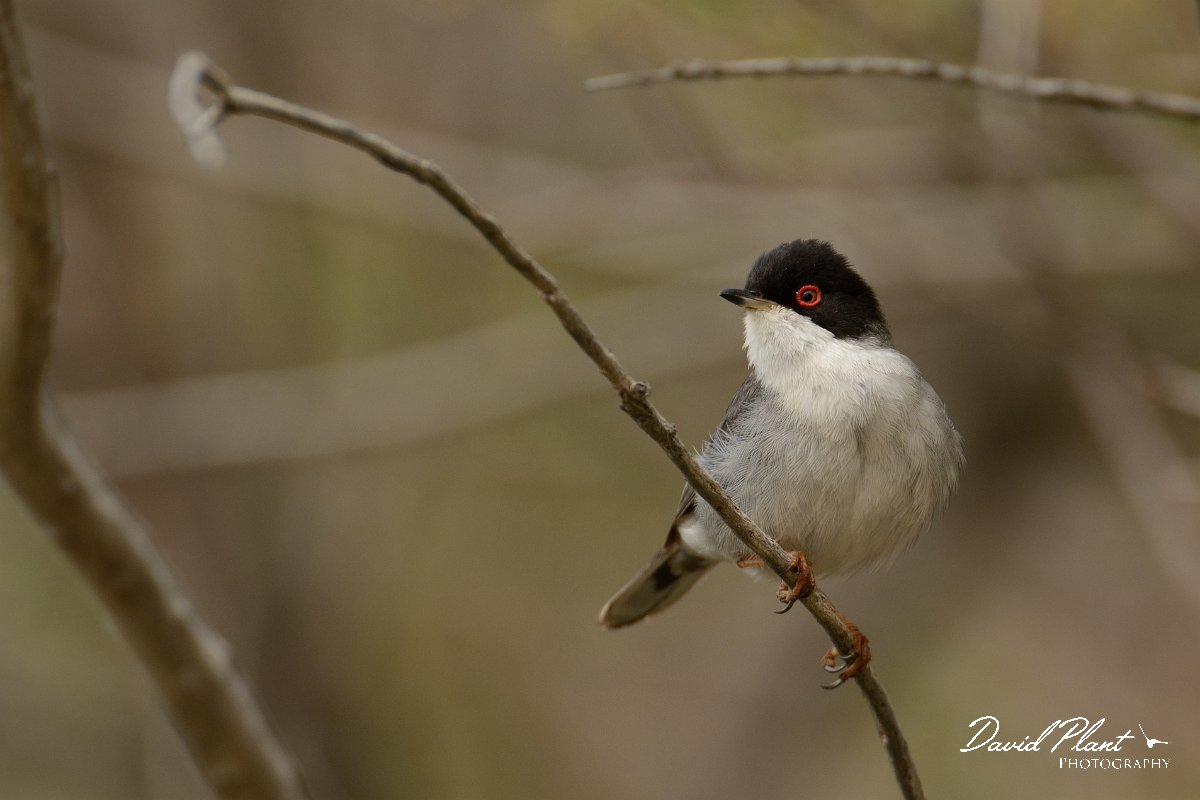 David Plant Photography - Wildlife Photography - Sardinian warbler - C.jpg - Sardinian warbler - Barranco de las Penitas