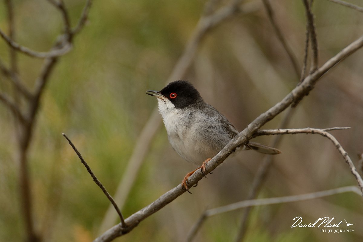 David Plant Photography - Wildlife Photography - Sardinian warbler - D.jpg - Sardinian warbler - Barranco de las Penitas