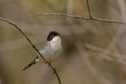 David Plant Photography - Wildlife Photography - Sardinian warbler - B