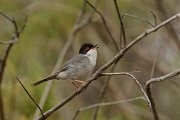 David Plant Photography - Wildlife Photography - Sardinian warbler - E