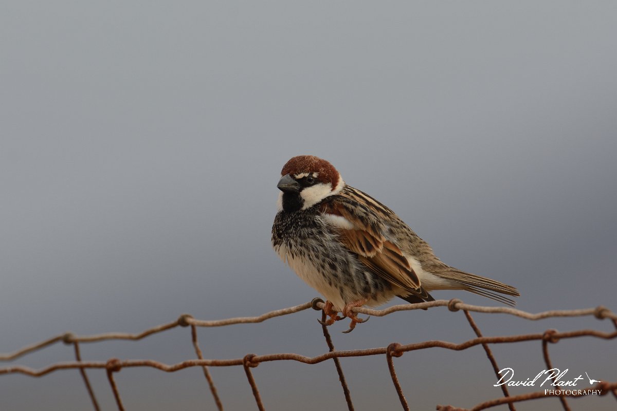 David Plant Photography - Wildlife Photography - Spanish sparrow - C.jpg - Spanish sparrow, male on fence - Los Molinos