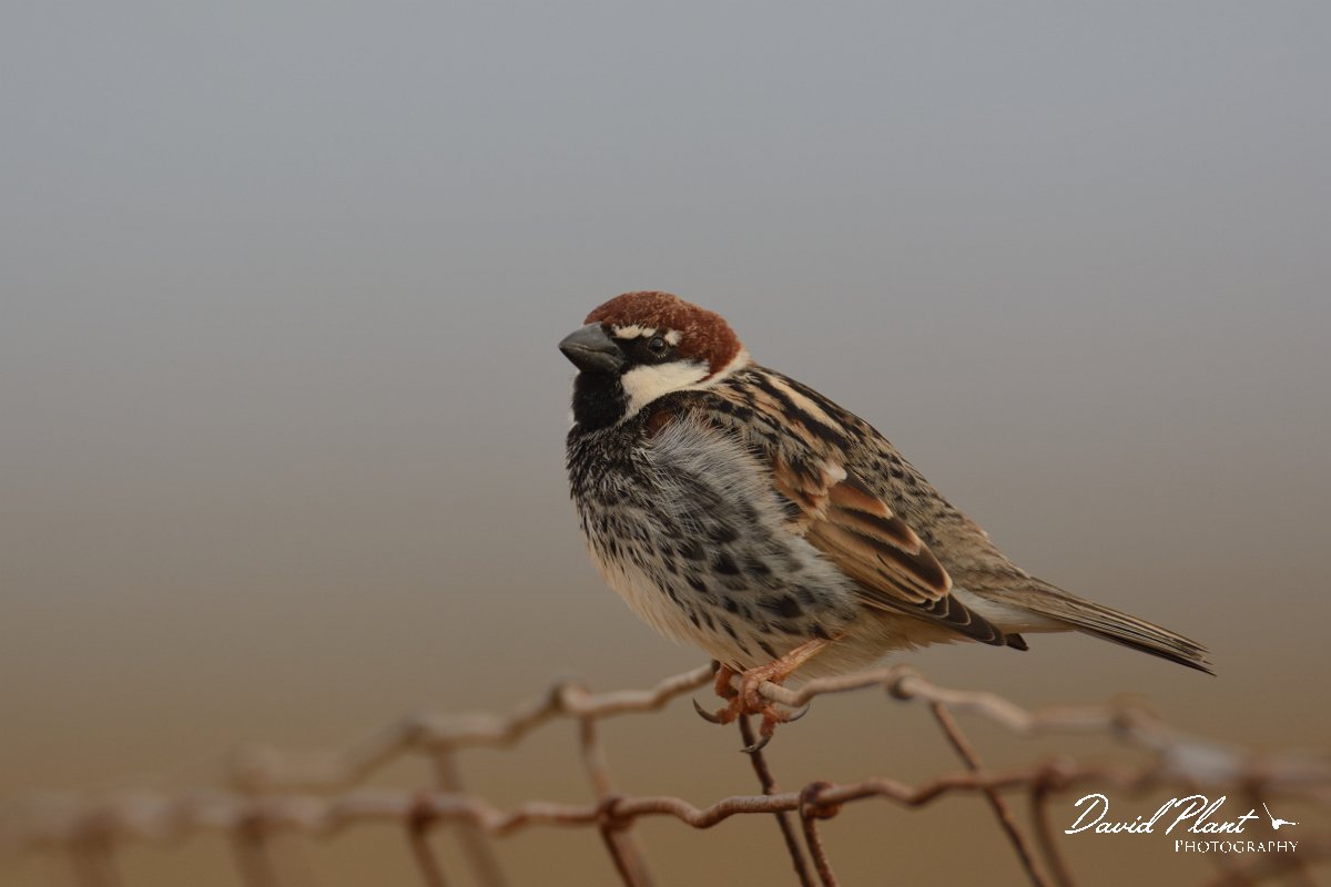 David Plant Photography - Wildlife Photography - Spanish sparrow - D.jpg - Spanish sparrow, male on fence - Los Molinos
