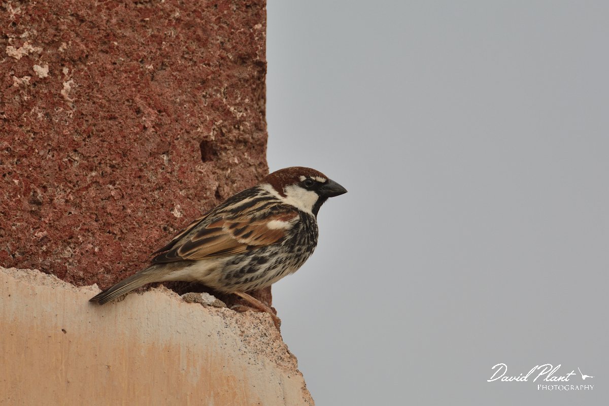David Plant Photography - Wildlife Photography - Spanish sparrow - E.jpg - Spanish sparrow, male - Los Molinos