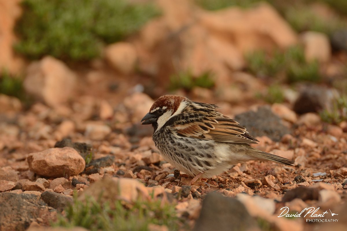 David Plant Photography - Wildlife Photography - Spanish sparrow - F.jpg - Spanish sparrow, male - Los Molinos