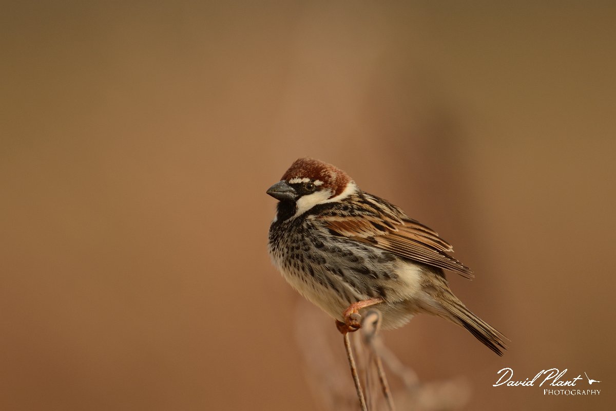David Plant Photography - Wildlife Photography - Spanish sparrow - G.jpg - Spanish sparrow, male on fence - Los Molinos