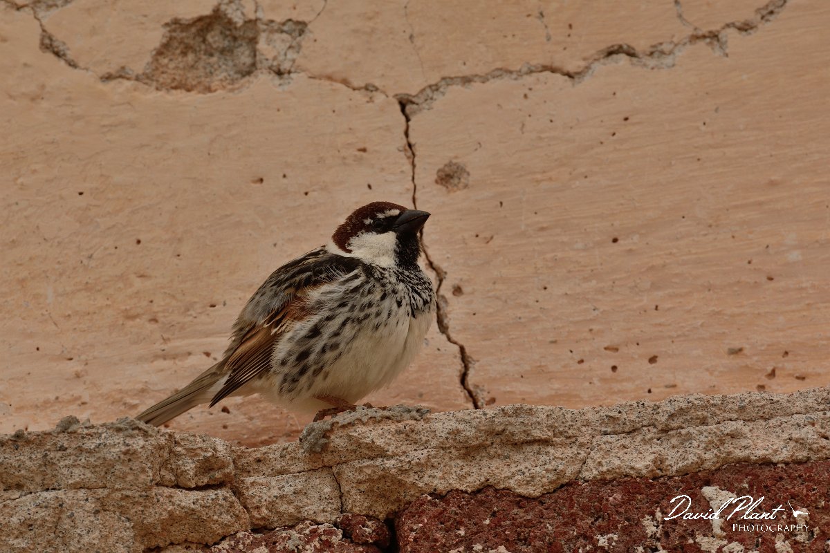 David Plant Photography - Wildlife Photography - Spanish sparrow - H.jpg - Spanish sparrow, male - Los Molinos