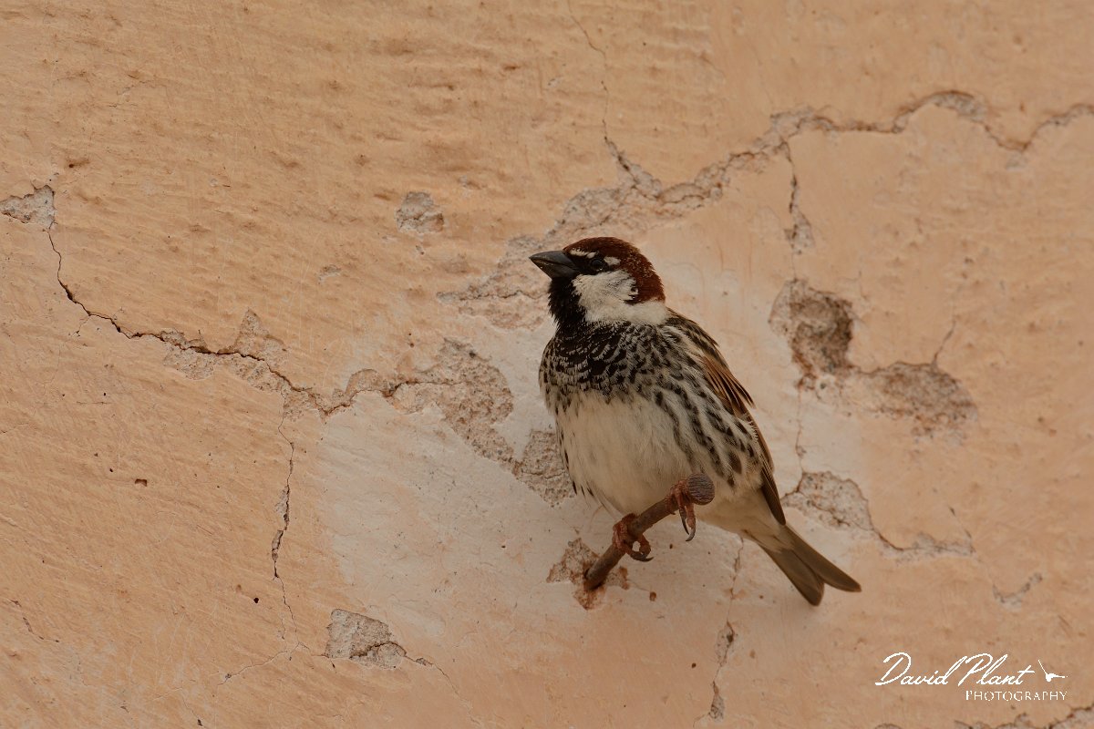 David Plant Photography - Wildlife Photography - Spanish sparrow - I.jpg - Spanish sparrow, male - Los Molinos