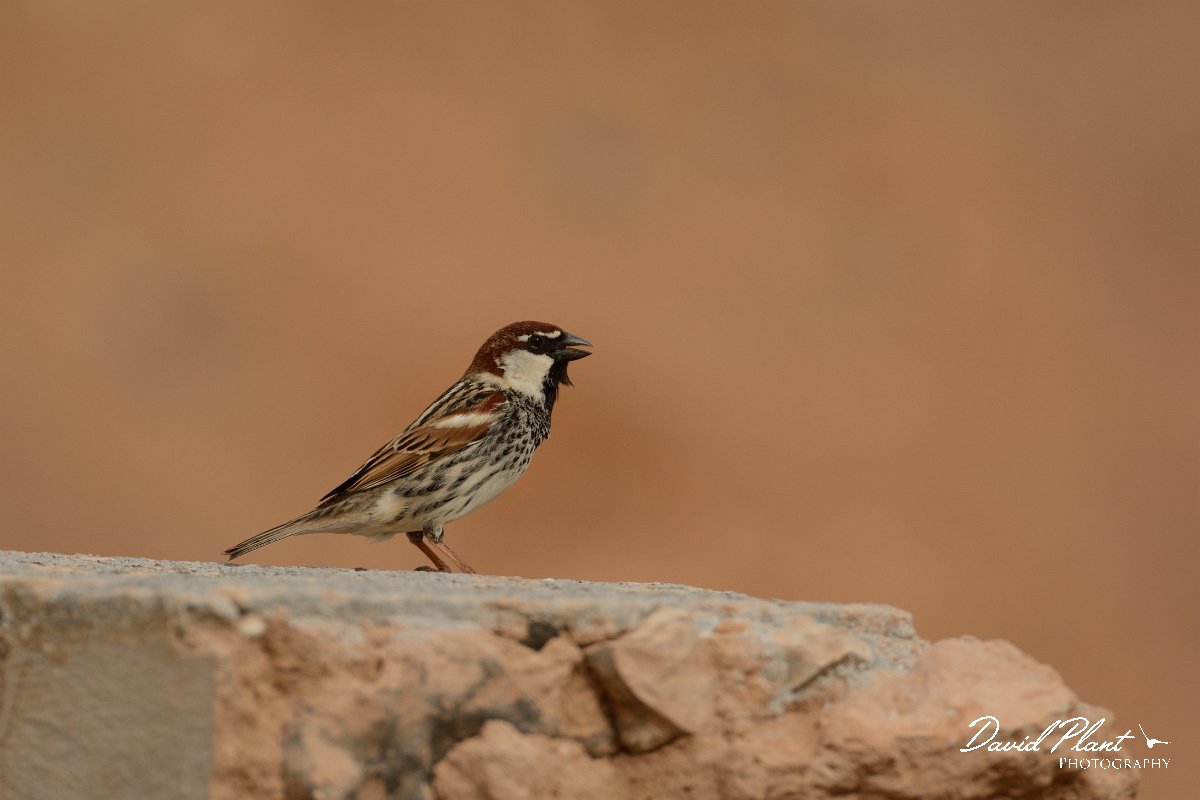 David Plant Photography - Wildlife Photography - Spanish sparrow - J.jpg - Spainish sparrow, male - Rosa de los Negrines