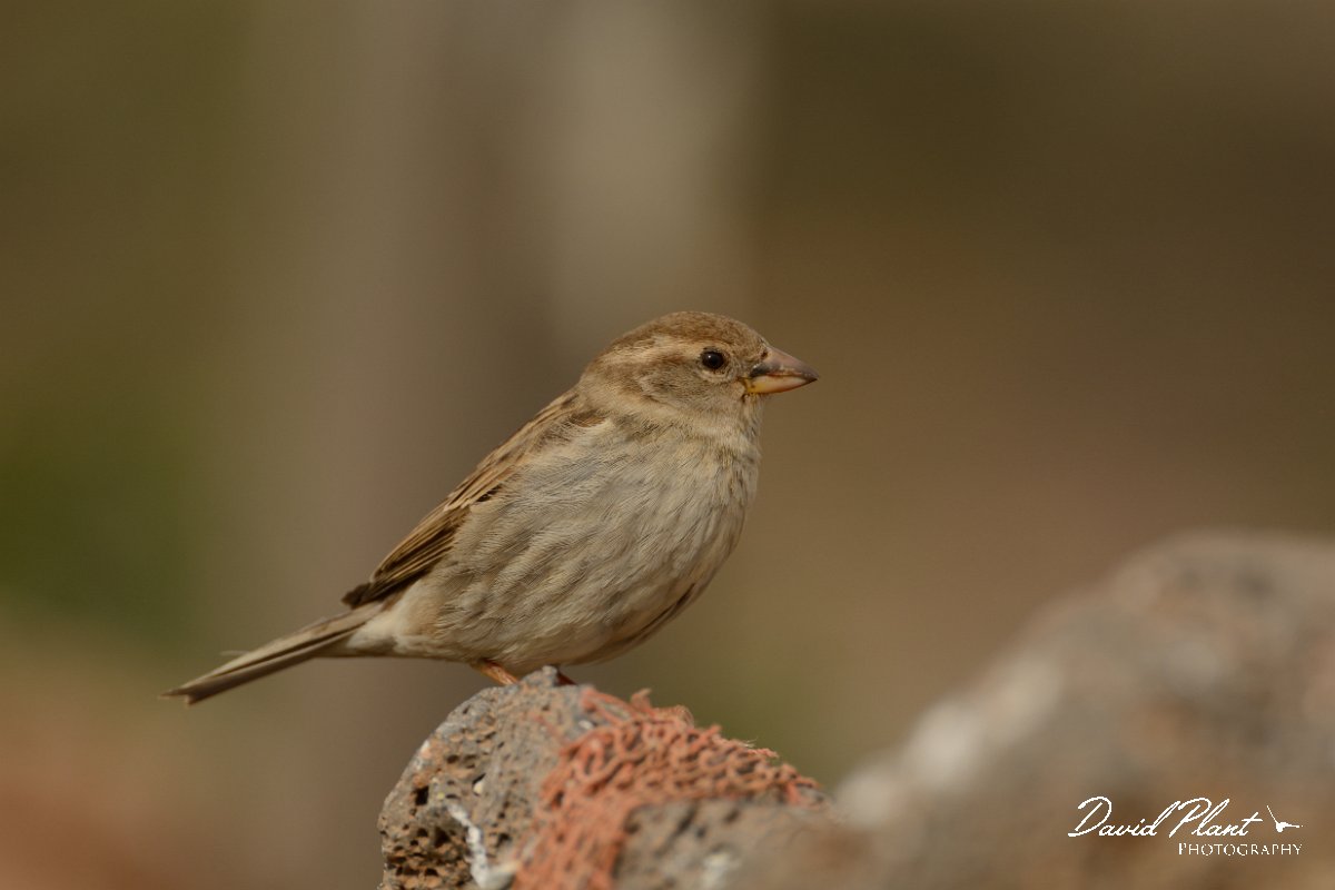 David Plant Photography - Wildlife Photography - Spanish sparrow - K.jpg - Spainish sparrow, female - Rosa de los Negrines