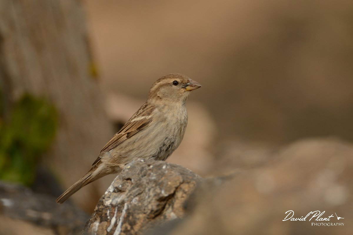 David Plant Photography - Wildlife Photography - Spanish sparrow - L.jpg - Spainish sparrow, female - Rosa de los Negrines