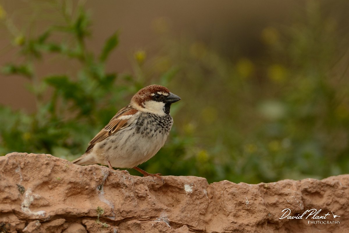 David Plant Photography - Wildlife Photography - Spanish sparrow - M.jpg - Spainish sparrow, male - Rosa de los Negrines