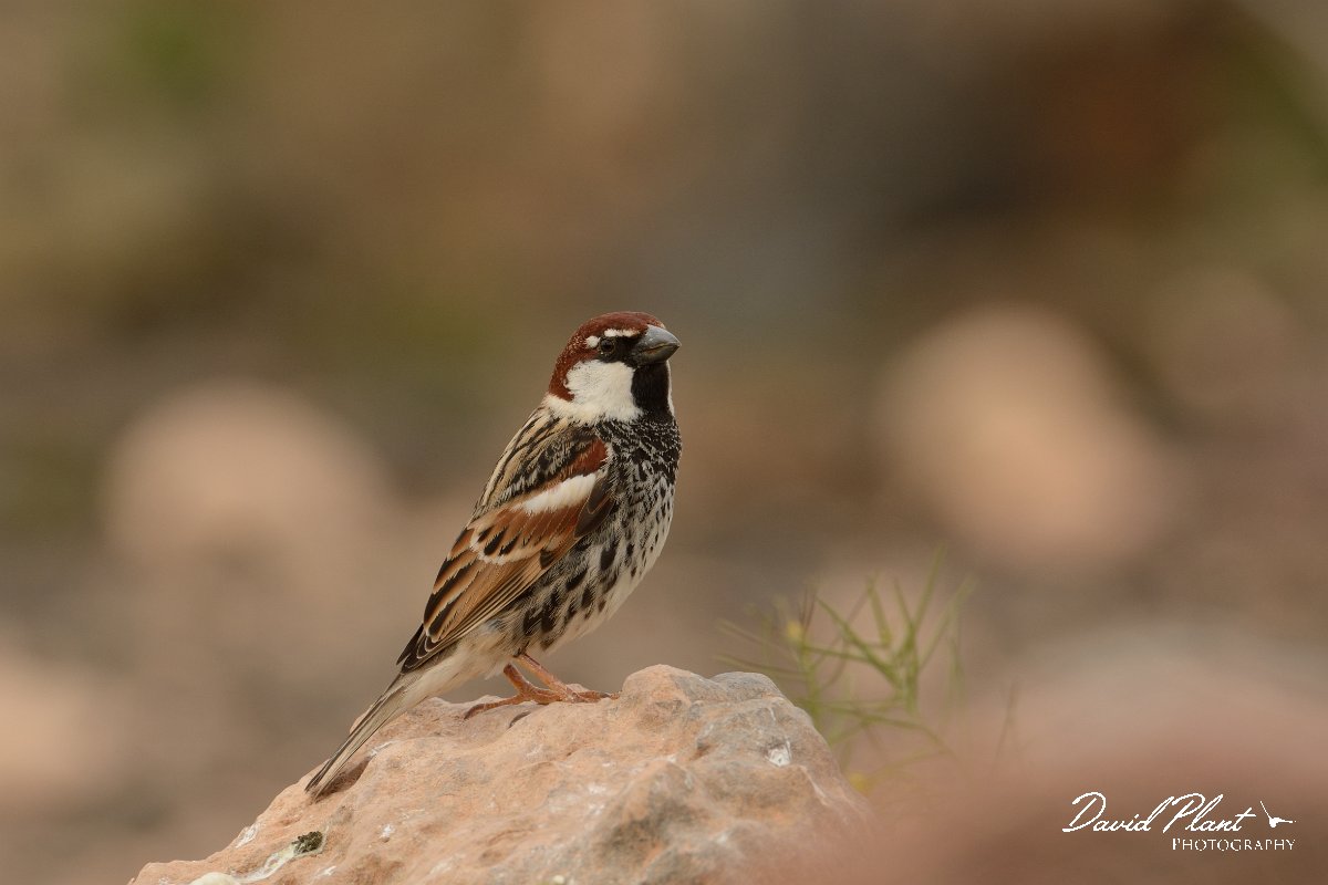 David Plant Photography - Wildlife Photography - Spanish sparrow - N.jpg - Spainish sparrow, male - Rosa de los Negrines