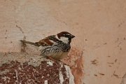 David Plant Photography - Wildlife Photography - Spanish sparrow - B