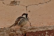 David Plant Photography - Wildlife Photography - Spanish sparrow - H