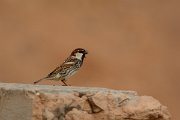 David Plant Photography - Wildlife Photography - Spanish sparrow - J