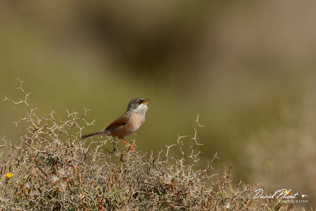 David Plant Photography - Wildlife Photography - Spectacled warbler - A.jpg - Spectacled warbler, male - Barranco de Torre