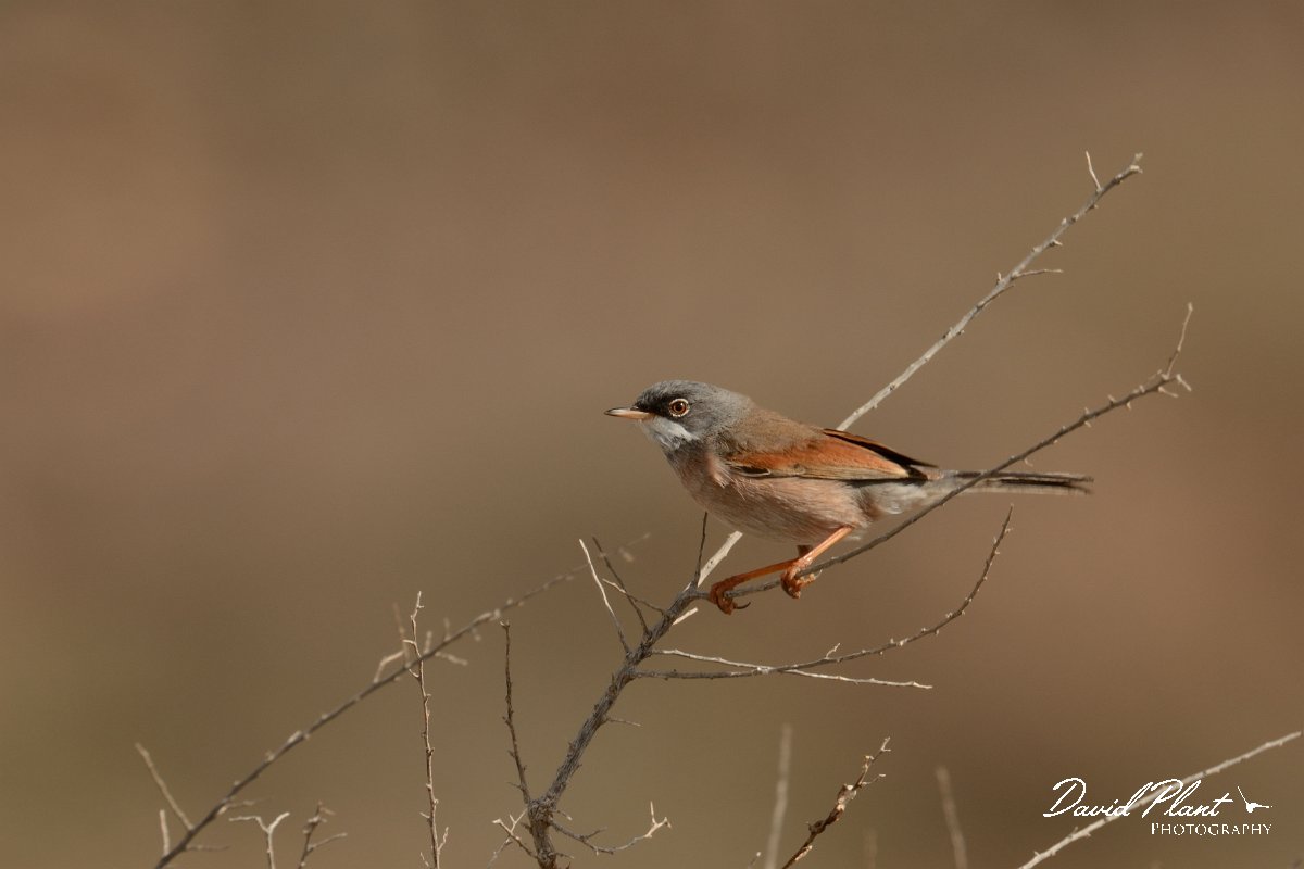David Plant Photography - Wildlife Photography - Spectacled warbler - C.jpg - Spectacled warbler, male - Barranco de Torre