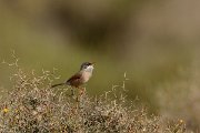 David Plant Photography - Wildlife Photography - Spectacled warbler - A