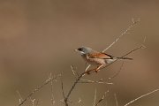 David Plant Photography - Wildlife Photography - Spectacled warbler - C