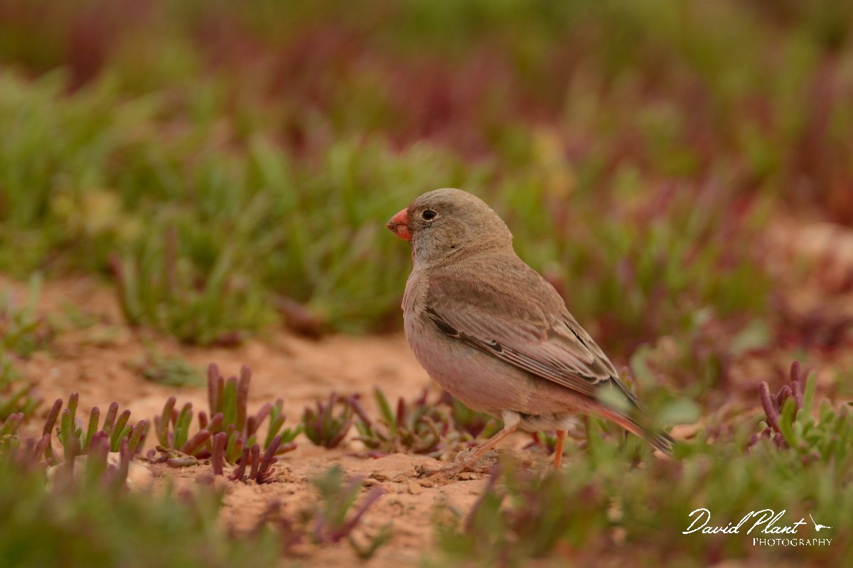 David Plant Photography - Wildlife Photography - Trumpeter finch - A.jpg - Trumpeter finch - Los Molinos