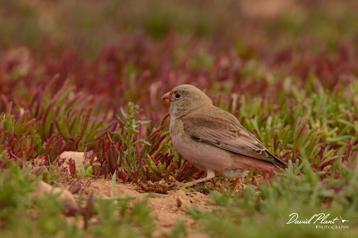 David Plant Photography - Wildlife Photography - Trumpeter finch - B.jpg - Trumpeter finch - Los Molinos