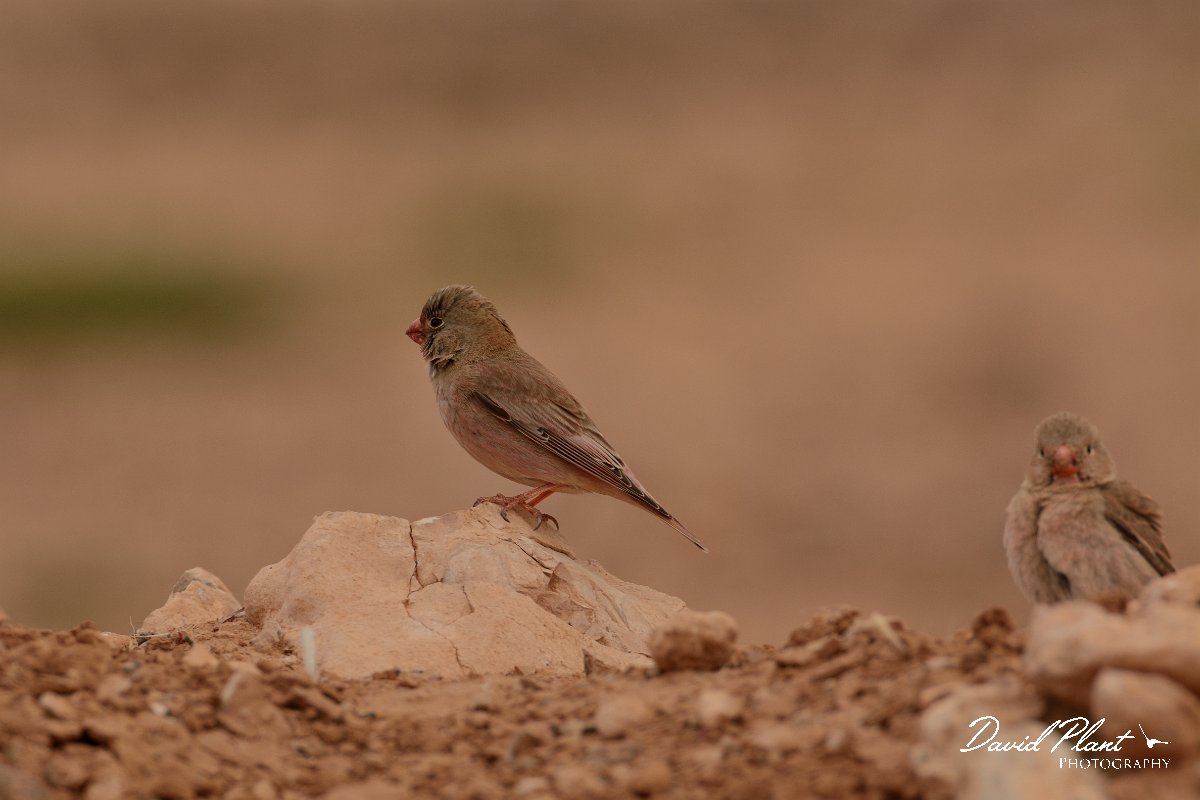 David Plant Photography - Wildlife Photography - Trumpeter finch - D.jpg - Trumpeter finch pair - Los Molinos