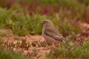 David Plant Photography - Wildlife Photography - Trumpeter finch - A