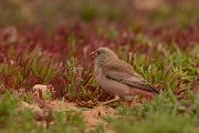 David Plant Photography - Wildlife Photography - Trumpeter finch - B