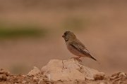 David Plant Photography - Wildlife Photography - Trumpeter finch - C