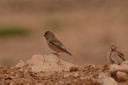 David Plant Photography - Wildlife Photography - Trumpeter finch - D