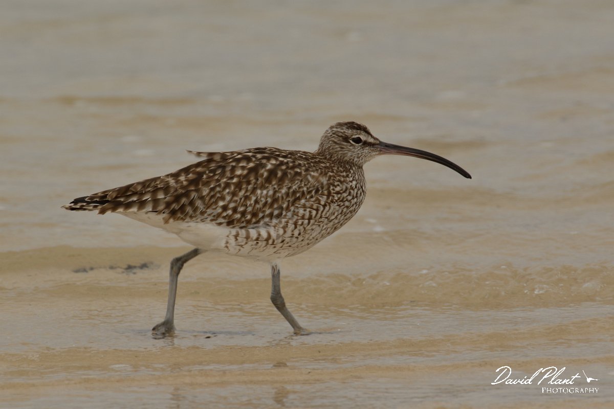 David Plant Photography - Wildlife Photography - Whimbrel - B.jpg - Whimbrel on beach - Caleta del Rio, El Cotillo