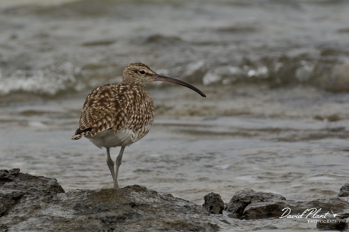 David Plant Photography - Wildlife Photography - Whimbrel - C.jpg - Whimbrel - Caleta del Rio, El Cotillo