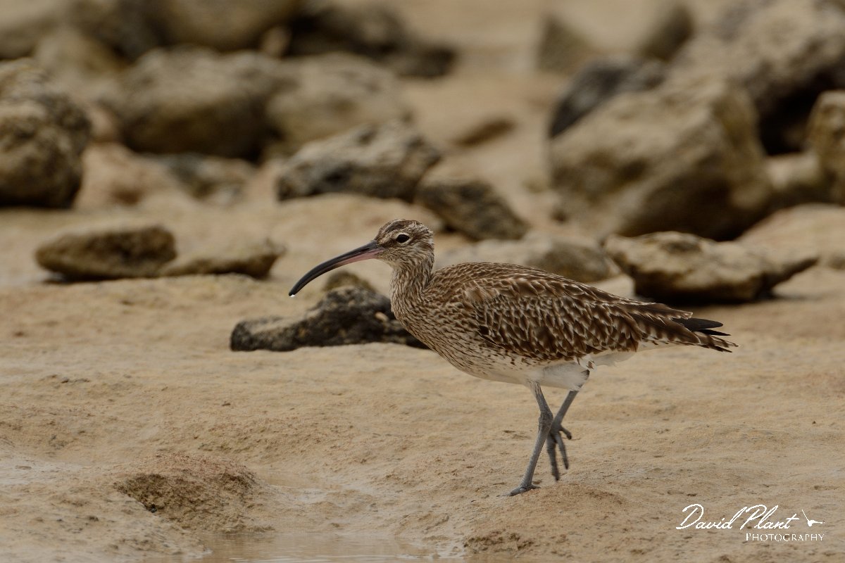 David Plant Photography - Wildlife Photography - Whimbrel - F.jpg - Whimbrel - Caleta del Rio, El Cotillo