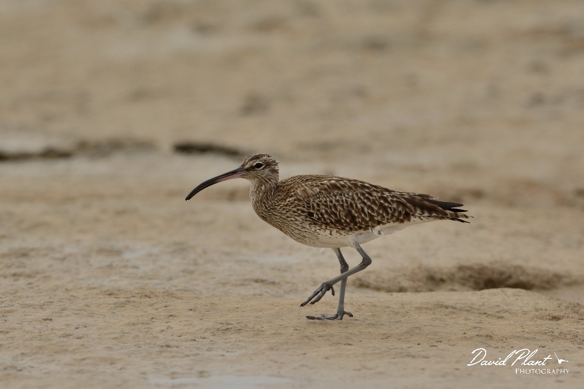 David Plant Photography - Wildlife Photography - Whimbrel - G.jpg - Whimbrel - Caleta del Rio, El Cotillo
