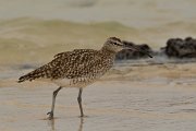 David Plant Photography - Wildlife Photography - Whimbrel - A