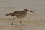 David Plant Photography - Wildlife Photography - Whimbrel - B