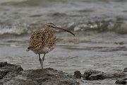 David Plant Photography - Wildlife Photography - Whimbrel - C