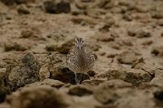 David Plant Photography - Wildlife Photography - Whimbrel - D