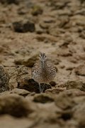 David Plant Photography - Wildlife Photography - Whimbrel - E