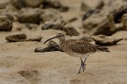 David Plant Photography - Wildlife Photography - Whimbrel - F