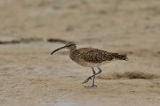 David Plant Photography - Wildlife Photography - Whimbrel - G