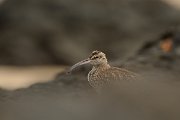 David Plant Photography - Wildlife Photography - Whimbrel - H