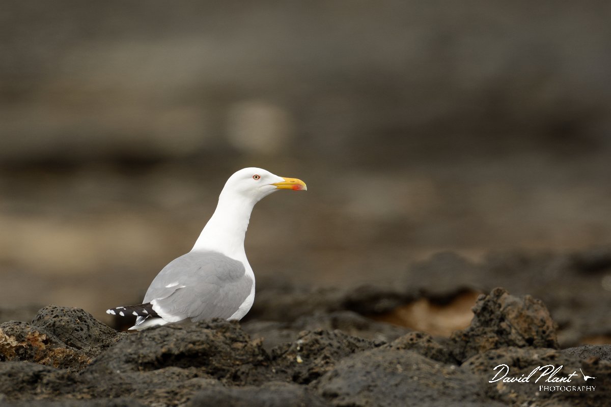 David Plant Photography - Wildlife Photography - Yellow-legged gull - A.jpg - Yellow-legged gull - Caleta del Rio, El Cotillo