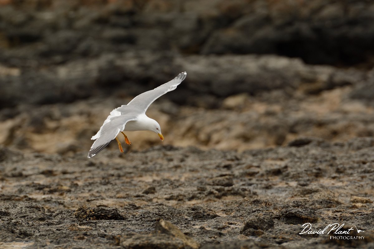 David Plant Photography - Wildlife Photography - Yellow-legged gull - D.jpg - Yellow-legged gull landing - Caleta del Rio, El Cotillo