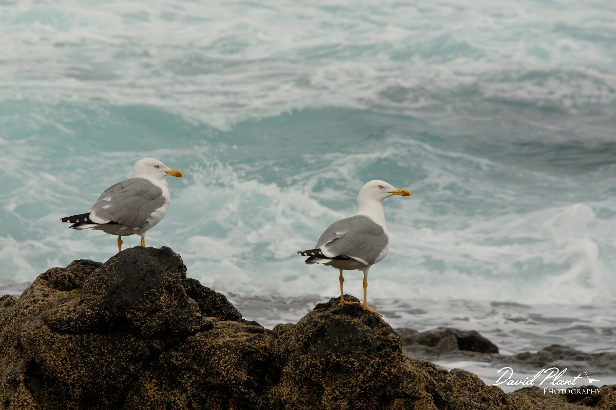 David Plant Photography - Wildlife Photography - Yellow-legged gull - G.jpg - Yellow-legged gull duo - Faro de Toston